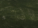 An X-Plane 10 forest