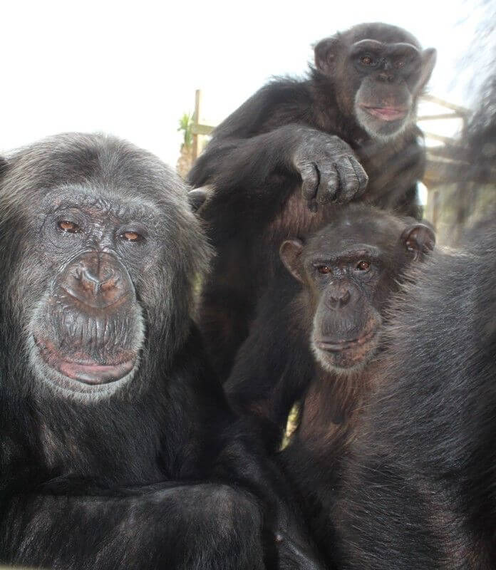 chimp group