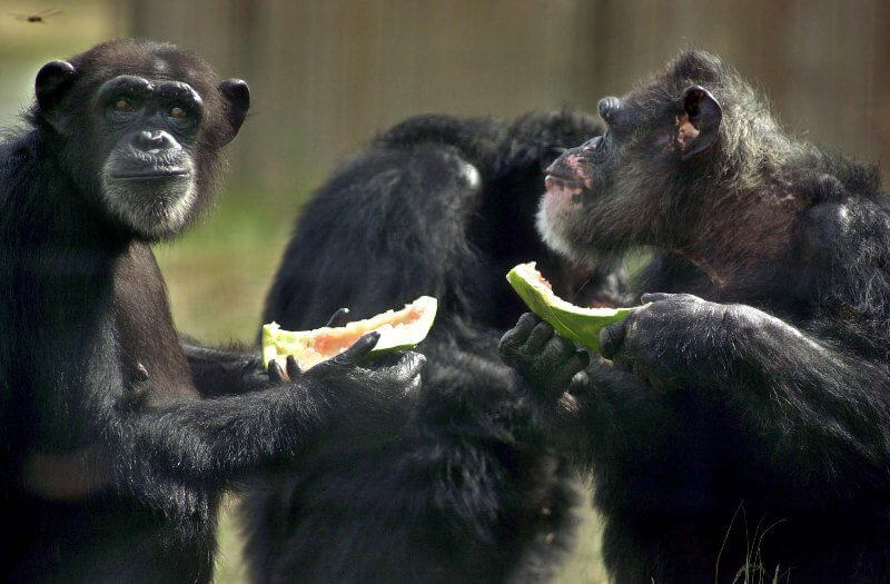 chimps eating