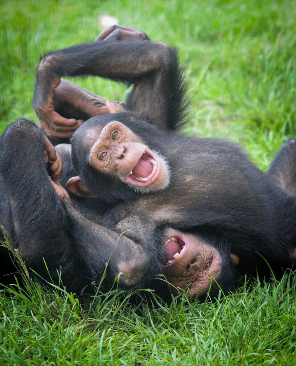 chimp playtime