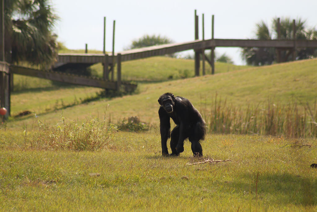 lone chimp