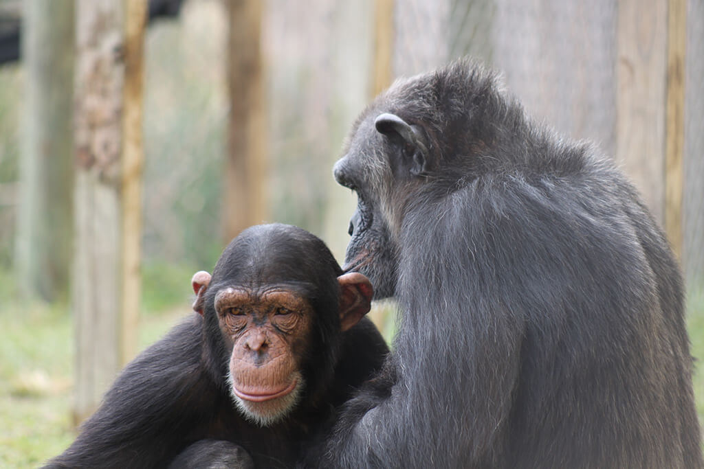 2 chimps
